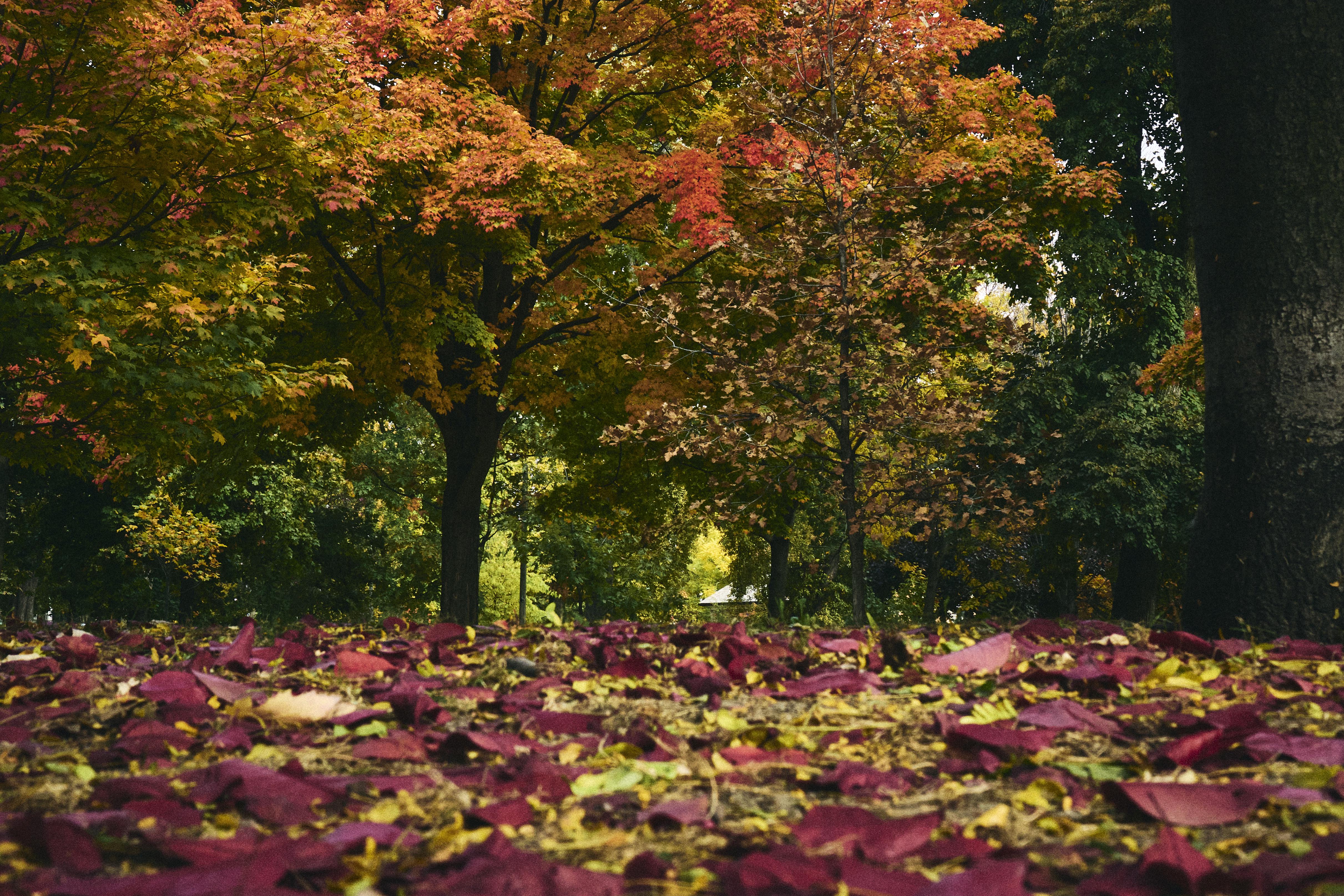 Cincinnati Background